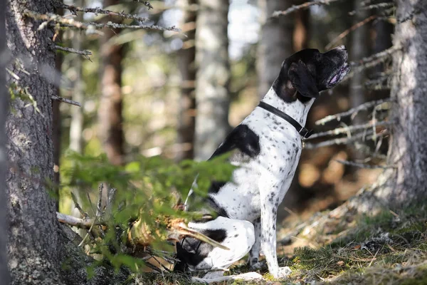 Havada bahar havası, güneşli ormanda köpek ingilizcesi portresi