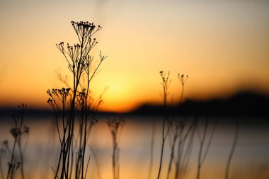 Parlak bahar günbatımı Gaulosen doğa rezervinde, ölü bitki silueti ve sarı bulanık arka plan