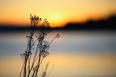 Parlak bahar günbatımı Gaulosen doğa rezervinde, ölü bitki silueti ve sarı bulanık arka plan