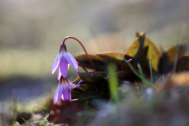 Çiçekli mor bitki Erithronium mağaraları, bahçedeki kaniler, makro, yakın plan.