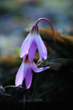 Bahçedeki çiçek açan mor bitki Erithronyum mağaraları. 