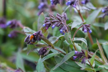 Açan mavi tıbbi akciğer otu (Pulmonaria officinalis)