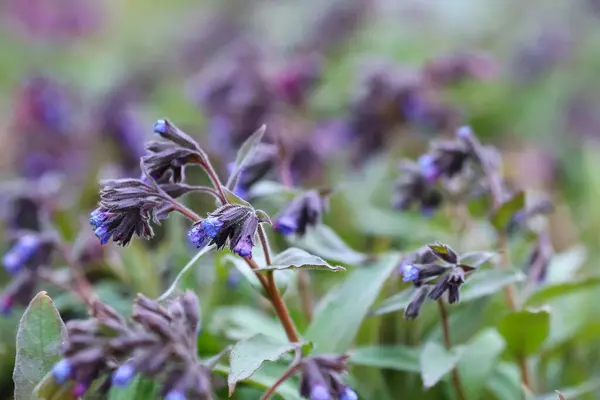 盛开的蓝色药用植物蓝藻 Lungwort — 图库照片