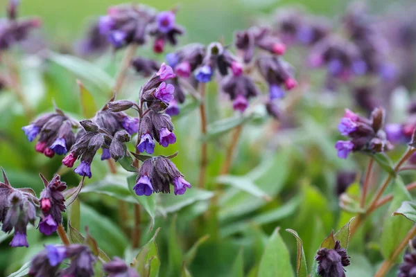 Blooming Blue Medical Plant Lungwort Pulmonaria Officinalis — 스톡 사진