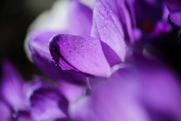 Planta Floración Azul Crocus Cubierto Con Gotas Agua Macro Primer — Foto de Stock