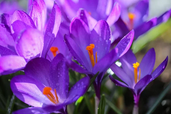 Blue Blooming Plant Crocus Covered Water Drops Macro Closeup Royalty Free Stock Images
