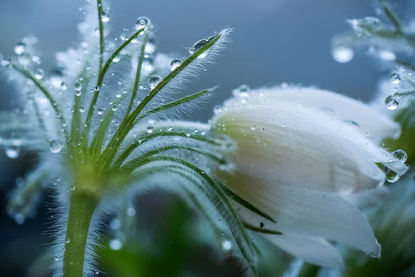 Медицинское Растение Eastern Pasqueflower Pulsatilla Patens Покрытое Каплями Воды Снегом — стоковое фото