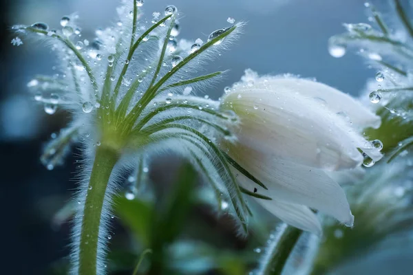 Медицинское Растение Eastern Pasqueflower Pulsatilla Patens Покрытое Каплями Воды Снегом — стоковое фото