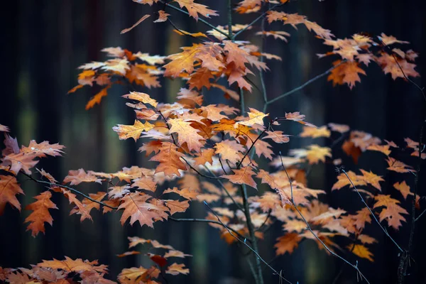 Autumn Background Yellow Oak Leaves Park — Stockfoto