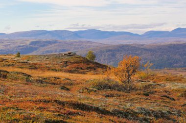 Norveç Forollhogna Ulusal Parkı 'nda Sonbahar Hindistan Yazı.