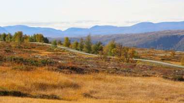 Autumn indian summer  in the Forollhogna National park, Norway.