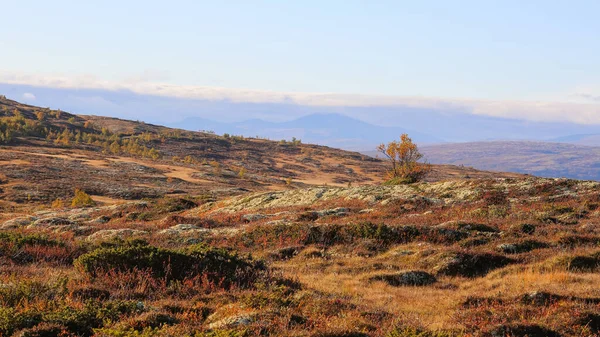 Verano Indio Otoño Parque Nacional Forollhogna Noruega — Foto de Stock