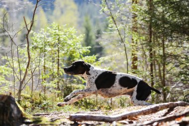 Güneşli bahar ormanlarında koşan köpek ingilizce işaretçisi
