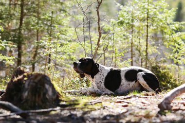 Köpekli İngiliz işaretçisi güneşli bahar ormanında yatıyor.
