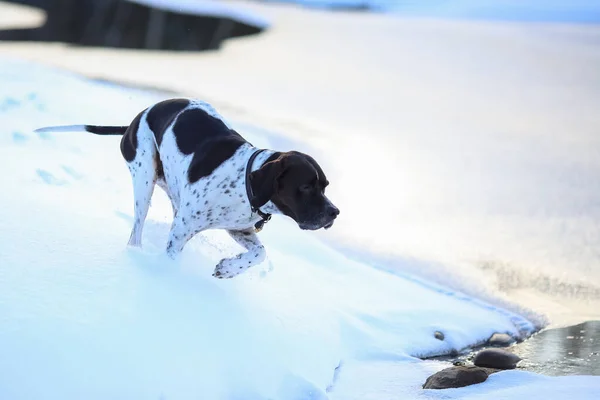 Hund Läuft Auf Schnee — Stockfoto