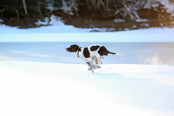 Σκύλος Αγγλικό Πόιντερ Τρέξιμο Στο Χιόνι — Φωτογραφία Αρχείου
