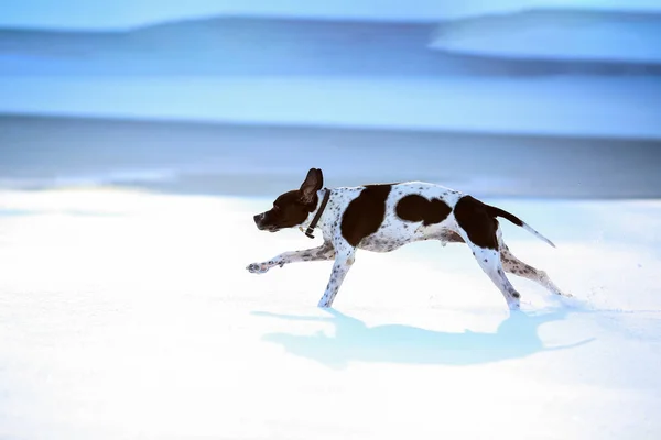 Σκύλος Αγγλικό Πόιντερ Τρέξιμο Στο Χιόνι — Φωτογραφία Αρχείου