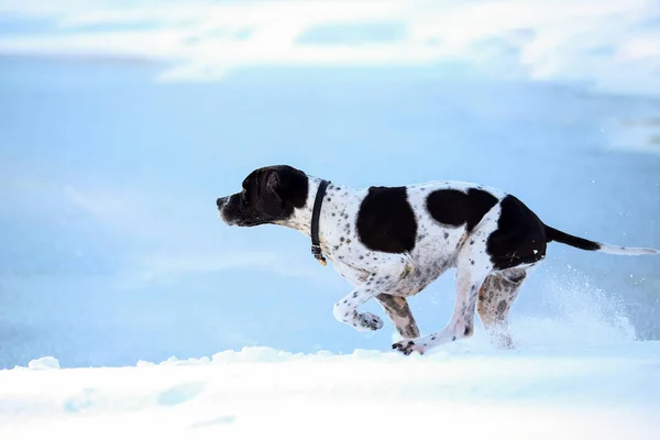 Hond Engels Wijzer Wandelen Smeltende Sneeuw Het Voorjaar — Stockfoto