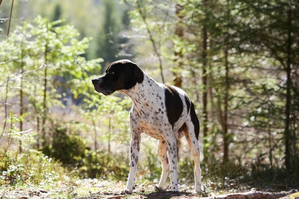 日当たりの良い春の森の中に立つ犬英語ポインタ — ストック写真