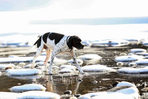Lkbaharda Suda Yürüyen Köpek Ngilizce Işaretçisi — Stok fotoğraf