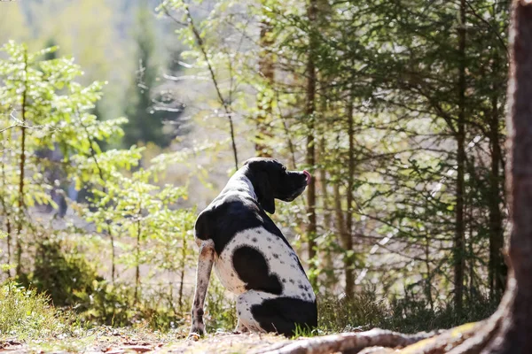 Pes Anglický Ukazatel Sedí Slunném Jarním Lese — Stock fotografie