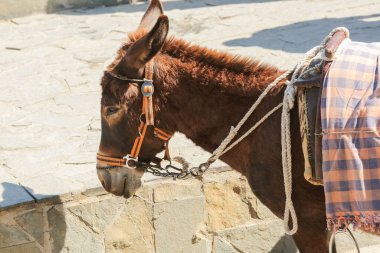 Yunanistan 'ın Lindos kentinde turistler için nakliye aracı olarak kullanılan eşekler