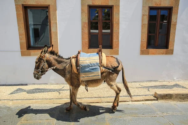 Yunanistan 'ın Lindos kentinde turistler için nakliye aracı olarak kullanılan eşekler