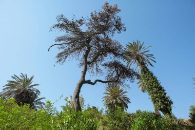 Yunanistan 'ın Rodos kentindeki ortaçağ antik kentinin etrafındaki bahçede tasarım