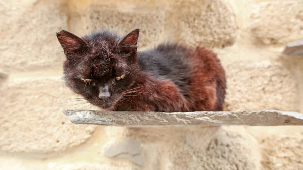 罗得岛老城区街道上的红头发猫躺在石板上 — 图库照片
