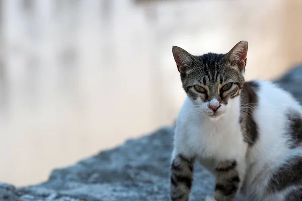 로도스 마을에 거리의 고양이 — 스톡 사진