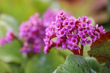 Çiçek açan mor tıp fabrikası Bergenia Cordifolia yakın plan