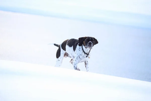 Dog English Pointer Hunting Snow — стоковое фото