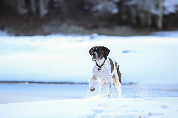 Dog english pointer hunting in the snow