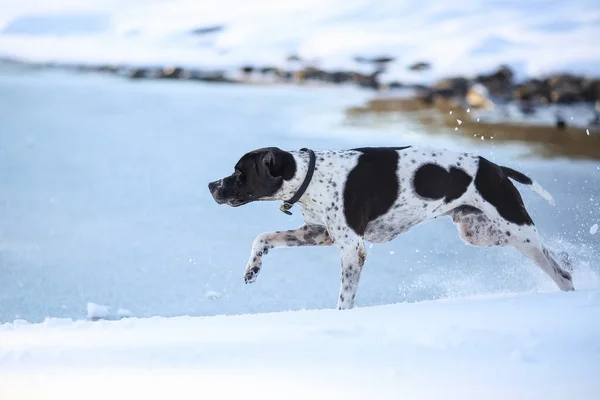 Köpek Ingilizce Işaretçisi Karda Avlanıyor — Stok fotoğraf