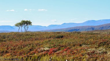 Norveç 'te sonbahar, Forollhogna Milli Parkı' ndaki bataklık manzarası