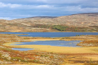 Norveç 'te sonbahar, Forollhogna Milli Parkı' ndaki bataklık manzarası