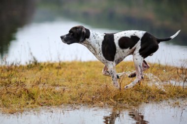 Köpek ingilizcesi çamurda avlanıyor.