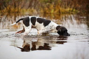 Köpek ingilizcesi çamurda avlanıyor.