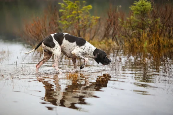 Hondenwijzer Jagen Het Moeras — Stockfoto