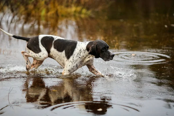 Köpek ingilizcesi çamurda avlanıyor.