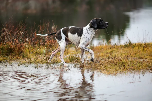 Köpek ingilizcesi çamurda avlanıyor.