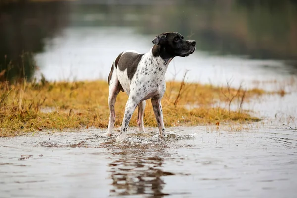 Köpek ingilizcesi çamurda avlanıyor.