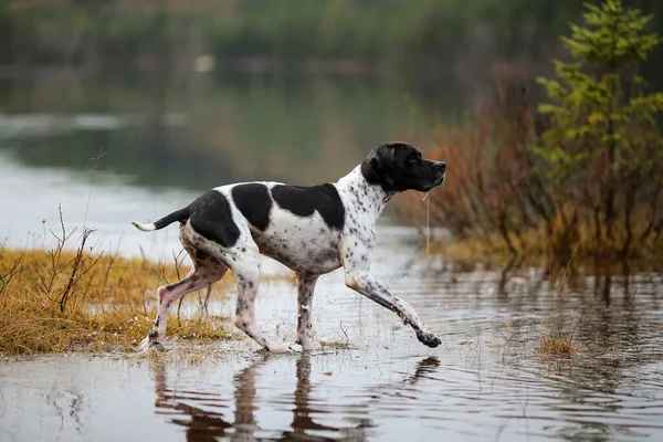 Köpek ingilizcesi çamurda avlanıyor.