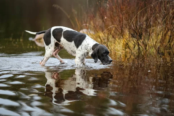 Cane Puntatore Inglese Caccia Nel Fango Foto Stock