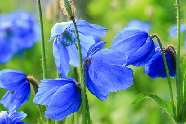 Sininen Kukkiva Unikko Meconopsis Grandis Vihreällä Taustalla Lähikuva — kuvapankkivalokuva