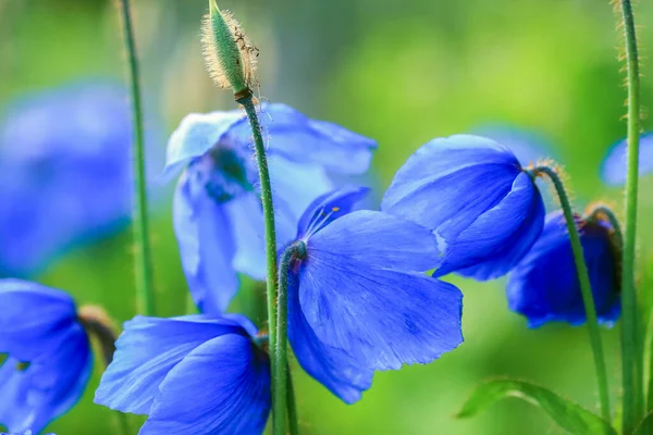 Sininen Kukkiva Unikko Meconopsis Grandis Vihreällä Taustalla Lähikuva — kuvapankkivalokuva