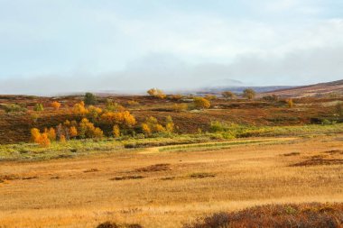 Norveç 'in orta kesimindeki Forollhogna Milli Parkı' nda Hint yazı