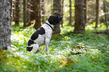 Köpek ingilizce işaretçisi yazın güneşli ormanda oturuyor.
