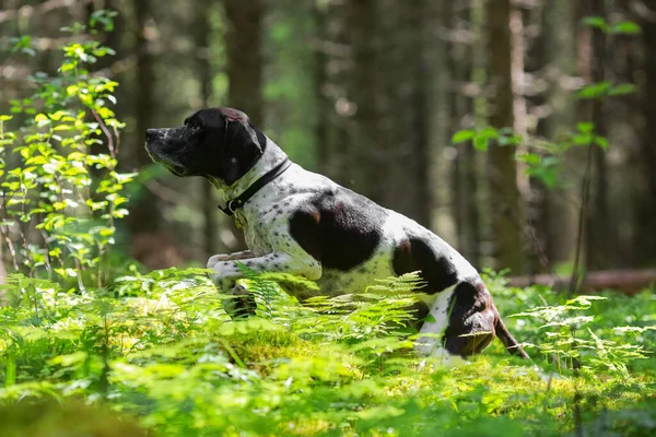 Chien Pointeur Anglais Chasse Dans Forêt Ensoleillée Été — Photo