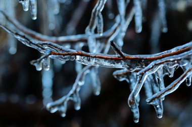 Buzlu yağmurdan sonra buz ve sarkıtlarla kaplı ağaç dalı